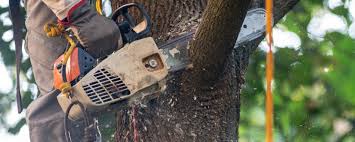  Falcon Heights, MN Tree Removal Pros