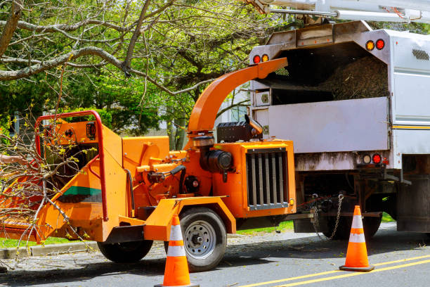 Best Leaf Removal  in Falcon Heights, MN