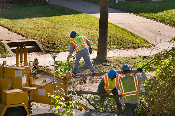 Best Arborist Consultation Services  in Falcon Heights, MN