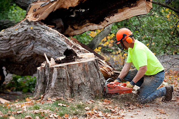 Best Tree Disease Treatment  in Falcon Heights, MN