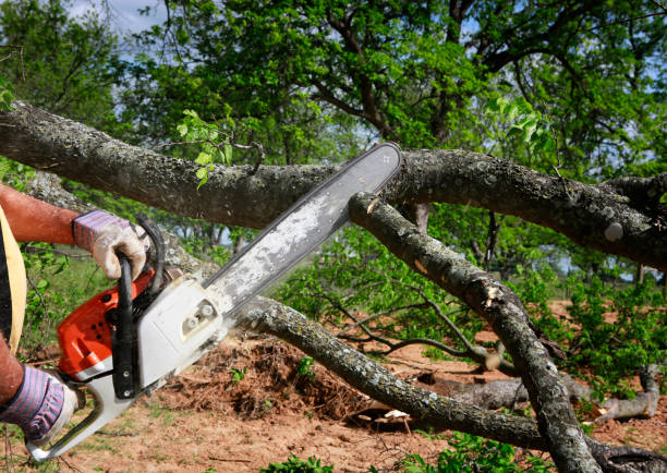 Best Tree Trimming and Pruning  in Falcon Heights, MN